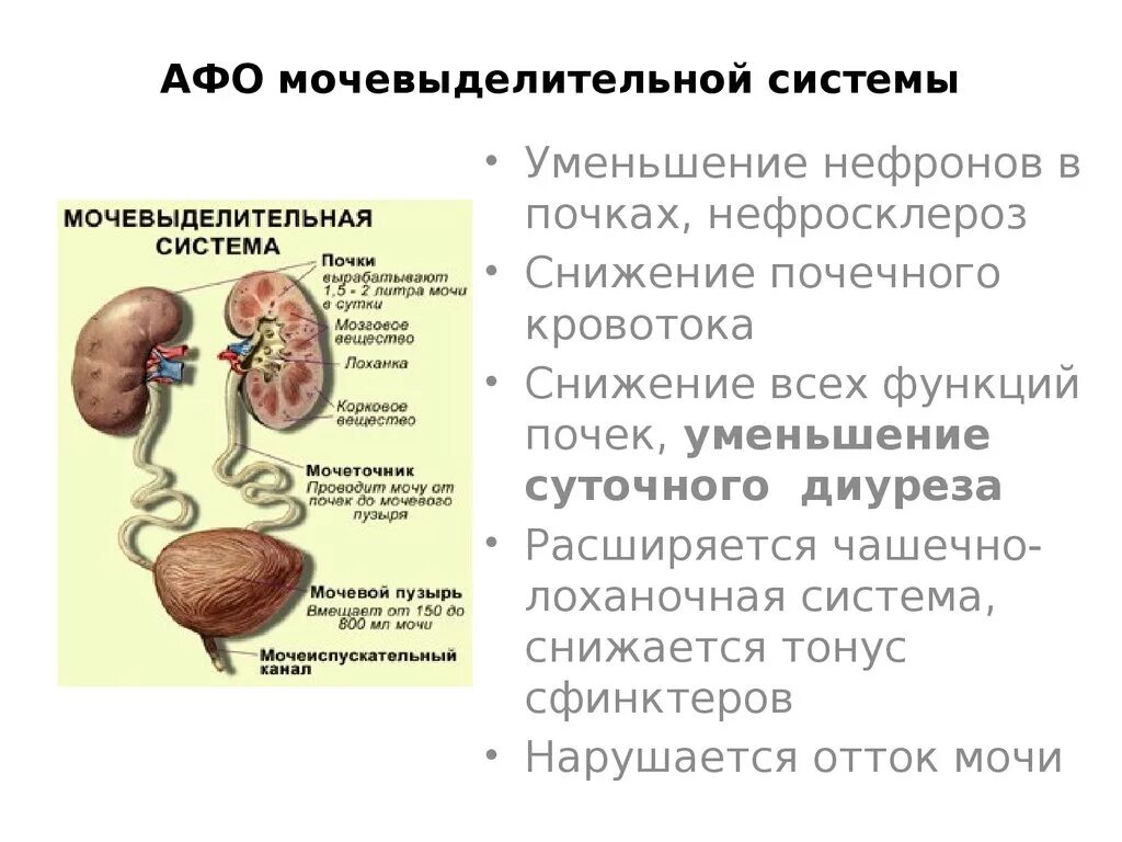 Профилактика заболеваний органов мочевыделительной системы. Функции мочевыделительная система ребенка. Мочевыделительная система в старческом возрасте изменения. Мочевыделительная система Афо пожилых. Афо почек.