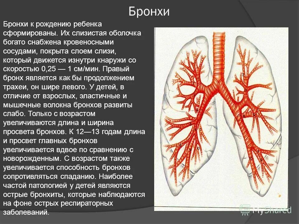 топография трахеи. трахея и бронхи функции. трахея бронхиальное дерево строение. строение бронхиального дерева анатомия. анатомия трахеобронхиального дерева схема.