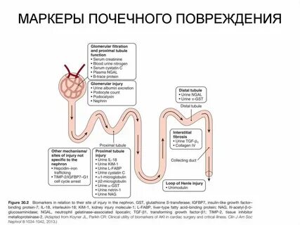 Почечный маркер