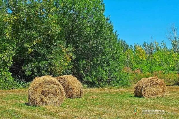 Солома текстура. Сено и солома разница. Солома пшеничная тюк (20 кг). Сено от соломы. Солома для корма.