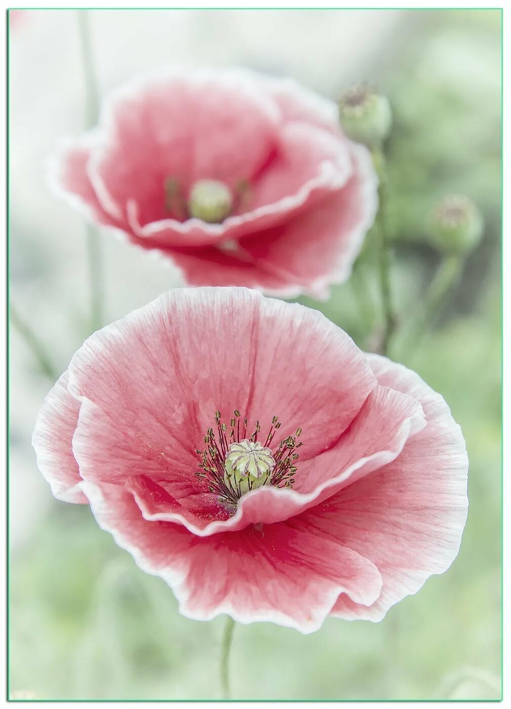 Розовый мак 2. Мак papaver розовый. папавер розовый жемчуг. розовые маки. бледно розовые маки.