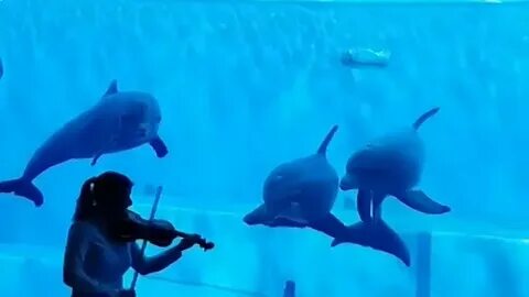 Слушать песню дельфины в ураган уплывают океан