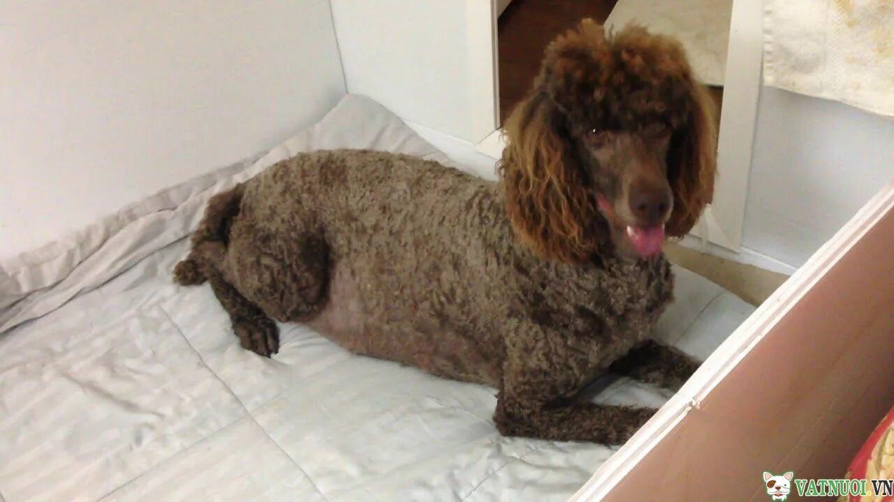 Новорожденный щенок карликовый пудель. Беременный карликовый пудель. Карликовый пудель щенок. Беременный пудель. Беременный пудель.