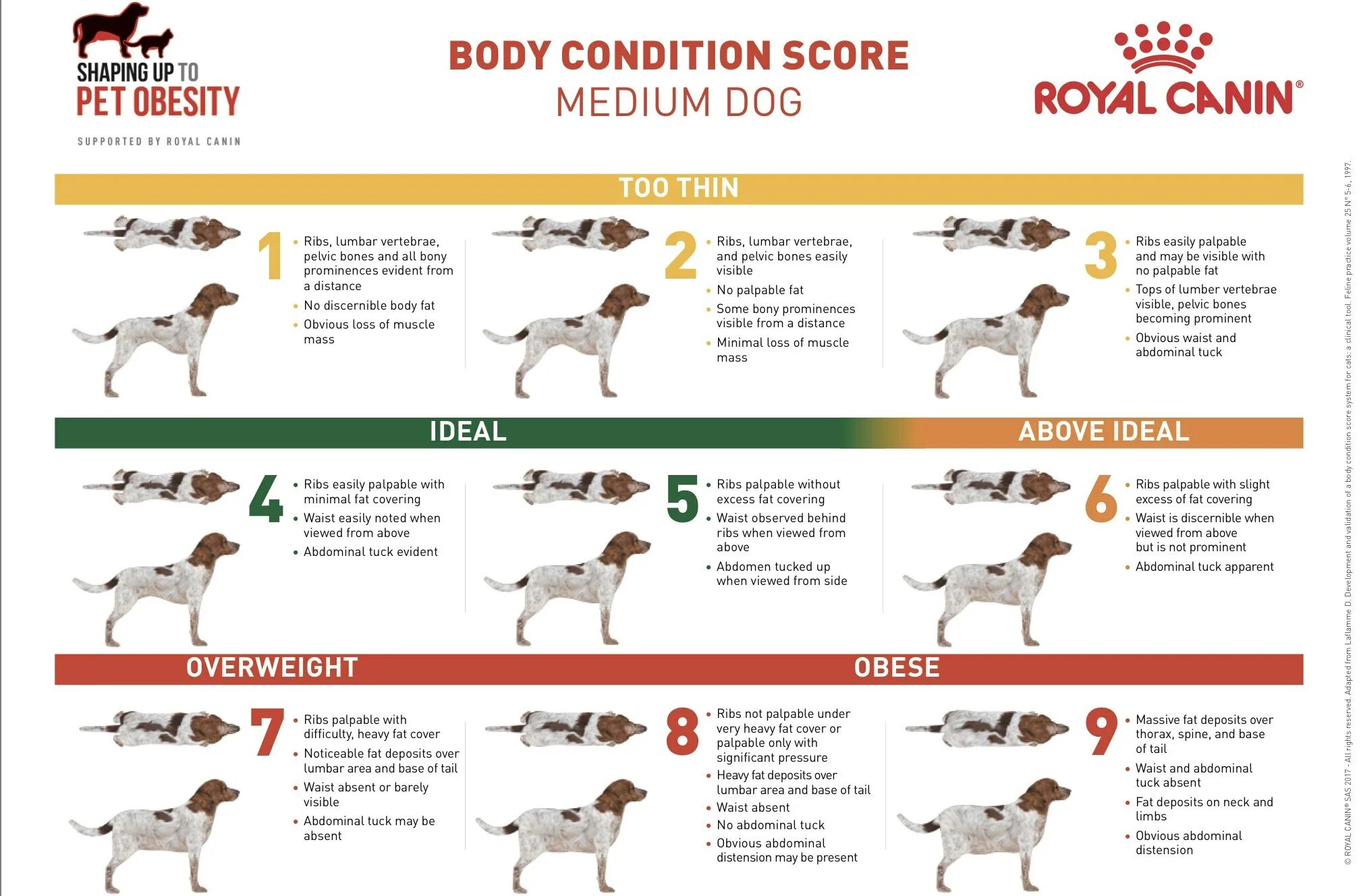 Остеосинтез собак и кошек. Собака хромает на переднюю лапу без видимых. Собака хромает на переднюю лапу без видимых. Заболевание суставов у собак. Собака хромает на переднюю лапу без видимых.
