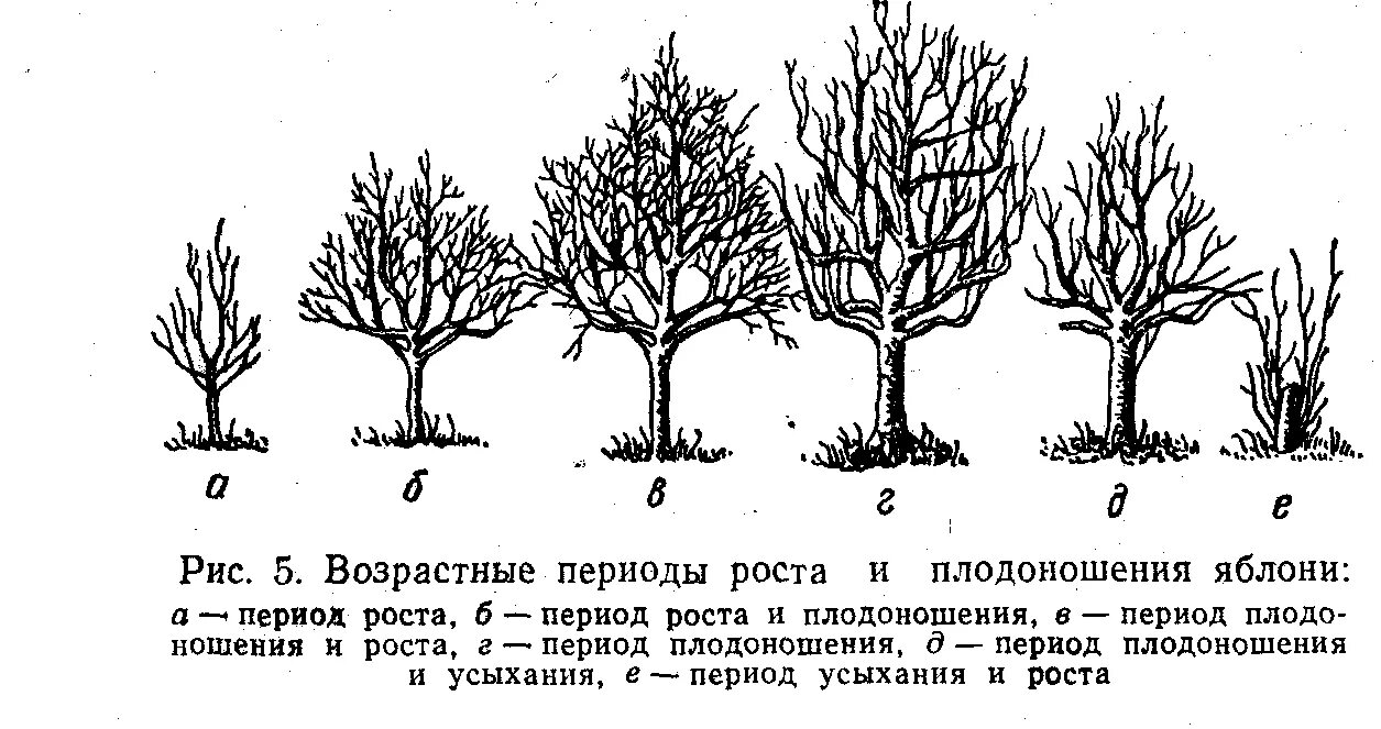 Яблоня возраст. Вегетация яблони. Вегетационный период плодовых деревьев. Период вегетации у яблони. Периоды жизненного цикла плодового дерева.