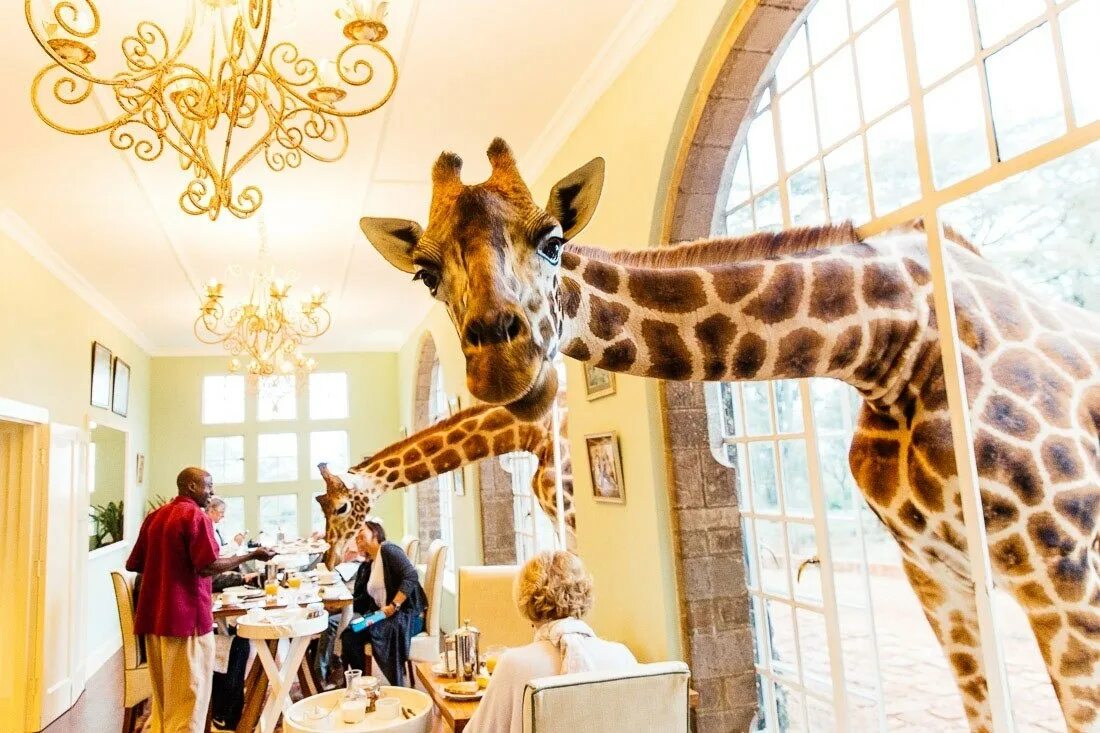 Отель giraffe manor, найроби, кения. Giraffe manor найроби, кения. Завтрак с жирафами, giraffe manor, найроби, кения. Бутик-отель giraffe manor в кении. Завтрак с жирафами, giraffe manor, найроби, кения.