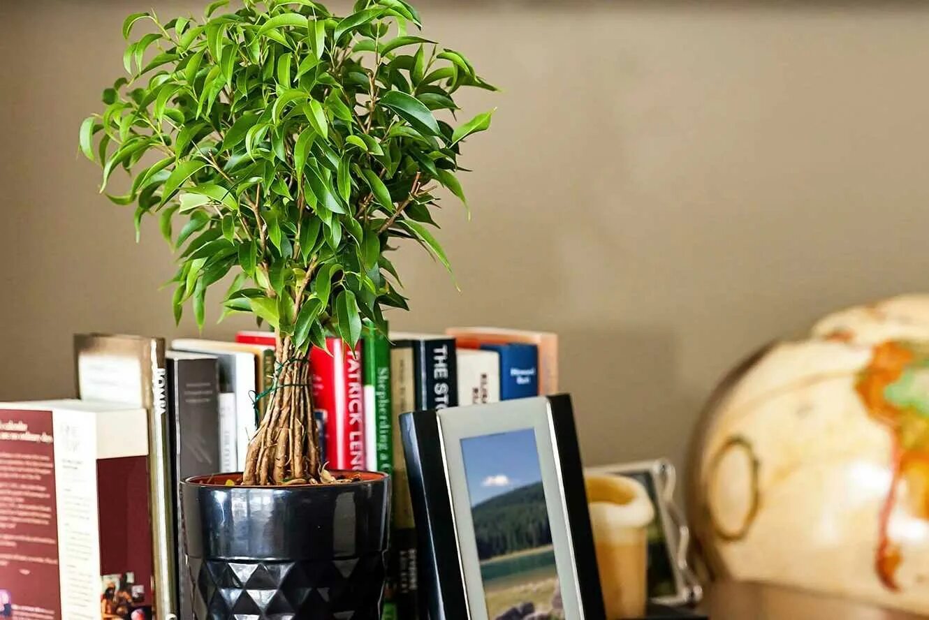 Фикус бенджамина после покупки. Фикус бенджамина в интерьере. Янтарная кислота для фикуса бенджамина. Пересадить фикус бенджамина. Грунт для фикуса бенджамина.