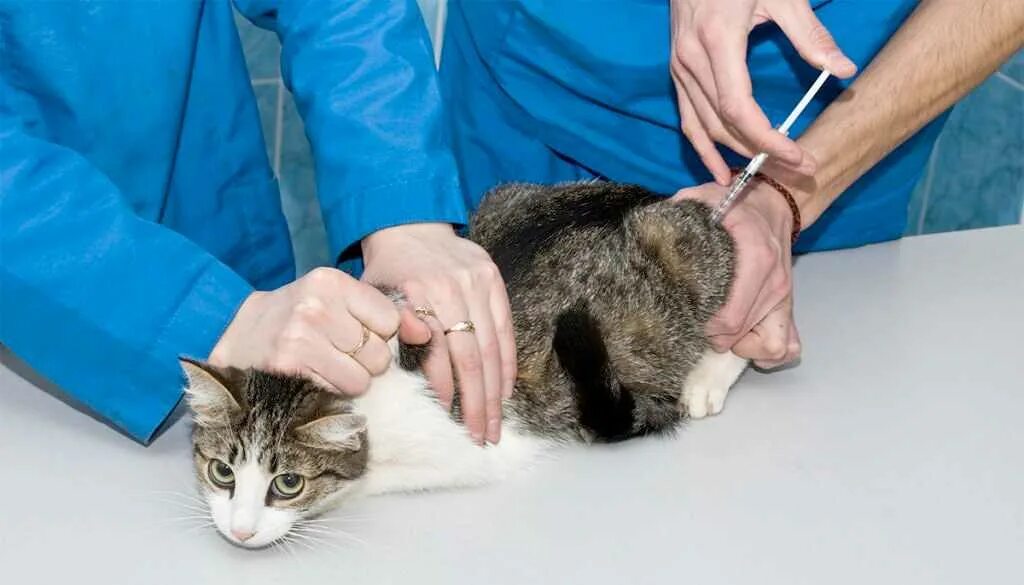 Какой кошке в холку. Уколы котам в холку. Какой кошке в холку. Какой кошке в холку. Уколы после операции кошке.