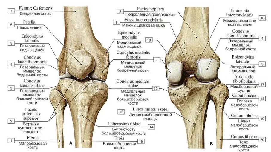 Внутрисуставные элементы коленного сустава. Мыщелок бедренной кости в коленном суставе. Мыщелки латынь. Локтевой отросток плечевой кости. Вскрытый правый коленный сустав вид спереди.