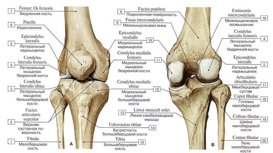 Анатомия коленного сустава мыщелки. Строение коленного сустава мыщелки. Суставные поверхности межберцового сустава. Колено анатомия бедренная кость.