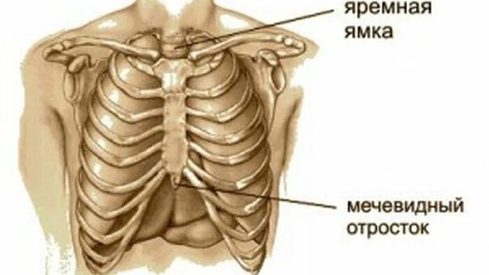 Болит отросток грудины. Болит отросток грудины. Отросток между ребрами спереди. Болит отросток грудины. Воспаление мечевидный отросток грудной клетки.