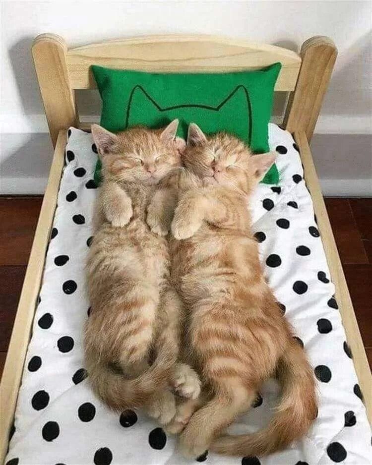 Как уложить котенка спать