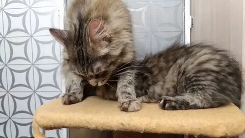 Котята 3 месяца форум