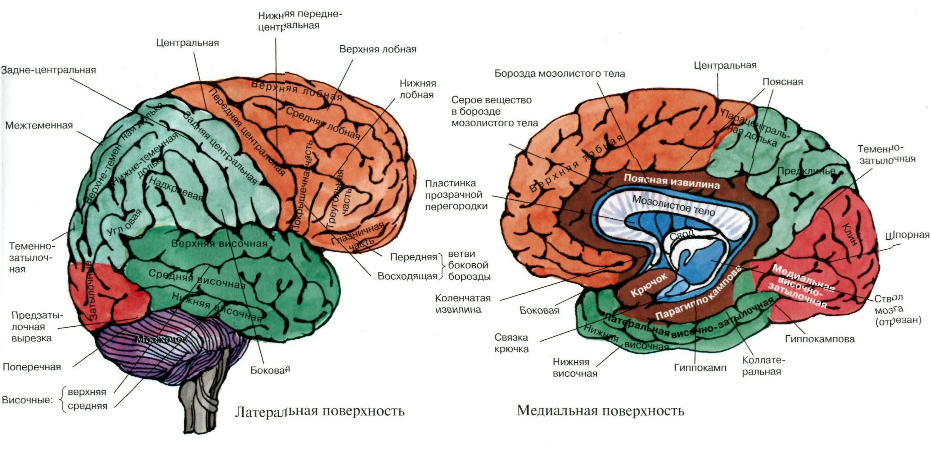 Внутренние части мозга