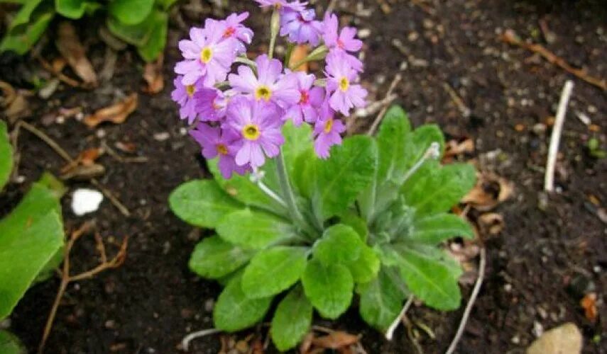 Высадка примулы. Примула frondosa. Примула farinosa. Примула Primula Скандинавская Scandinavica. Примула мучнистая.