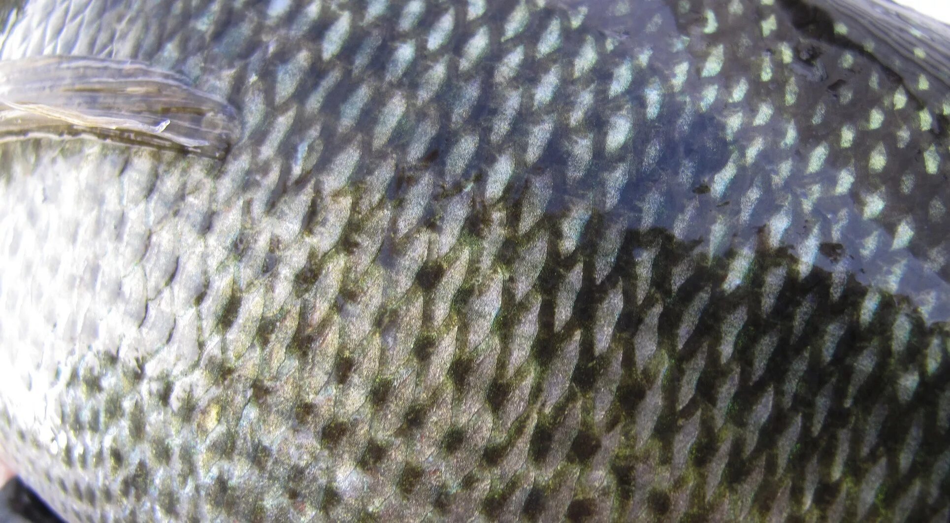 Как расположена чешуя на теле рыбы какое. Чешуя леща. Чешуйка рыбы. Рыба покрыта чешуей. Поверхность кожи рыбы.
