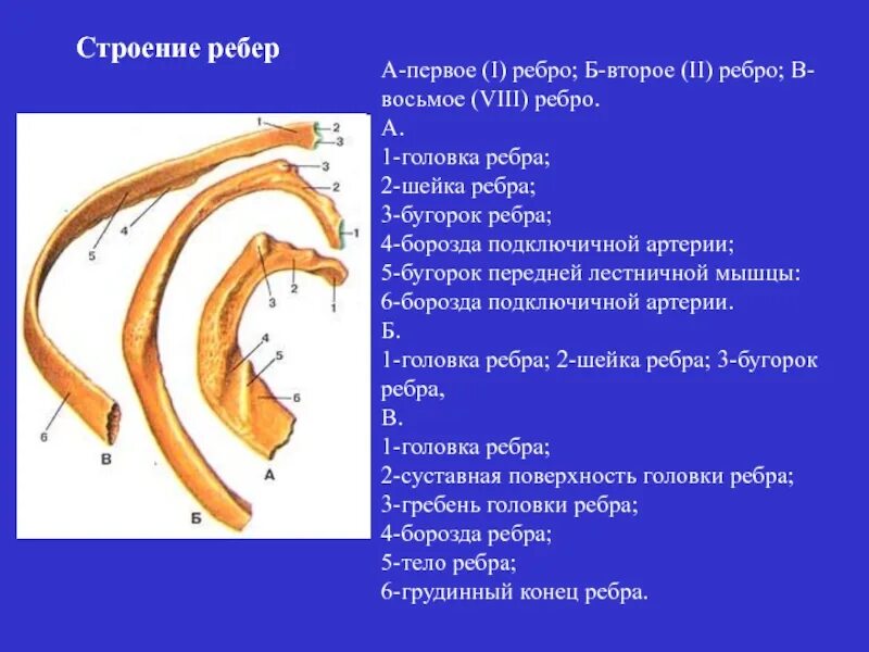 Строение 8. Строение 1 и 2 ребра. Строение ребра анатомия. Ребра головка шейка бугорок. Строение типичного ребра.