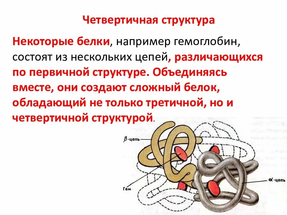 Структура белка тест. Четвертичная структура белка это структура. Четвертичная структура белка гемоглобина. Гемоглобин белок четвертичной структуры. Строение белков четвертичная структура.