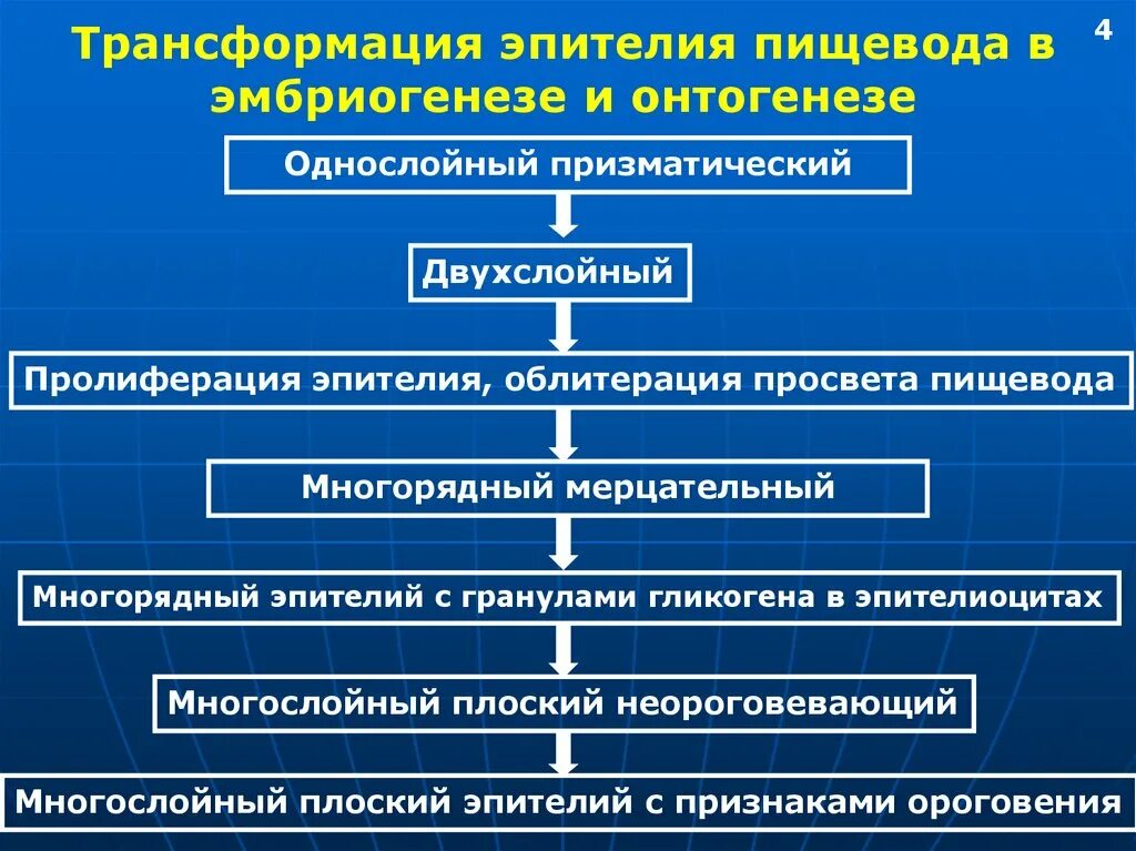 Формирование пищевода. Источники развития пищевода. Трансформация эпителия пищевода. Эмбриональные источники развития пищевода. Развитие пищевода в эмбриогенезе.