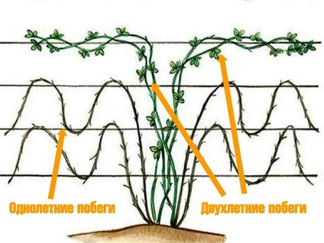 Как обрезать ежевику весной для начинающих правильно. Формировка куста ежевики. Схема формирования куста ежевики. Подвязка ежевики бесшипной. Ежевика бесшипная на шпалере.