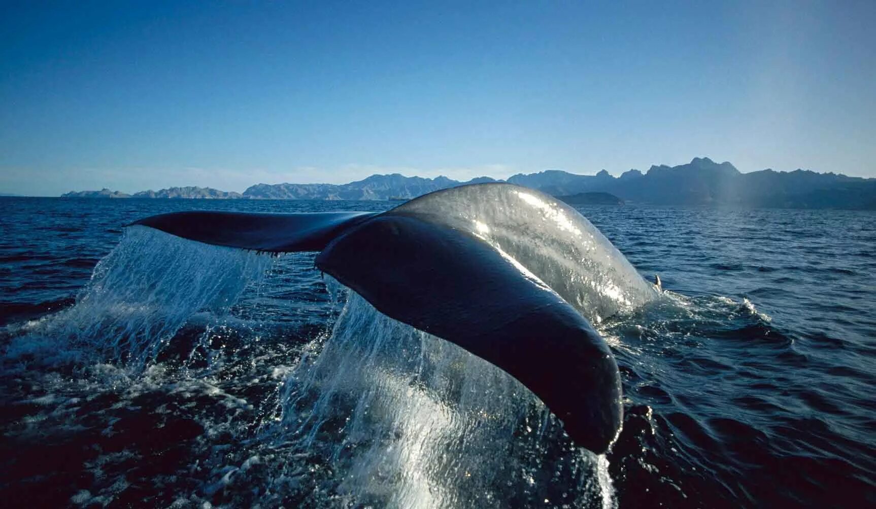 Киты водятся в море. Голубой кит Balaenoptera musculus. Синий кит блювал. Китовый ус синего кита. Синий кит (голубой кит).