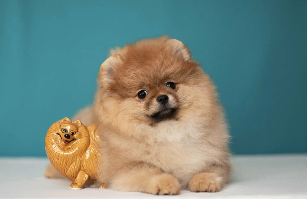 шпиц померанец. померанский шпиц. шпиц собака характер. рассказ о породе собак шпиц. немецкий карликовый шпиц померанский.