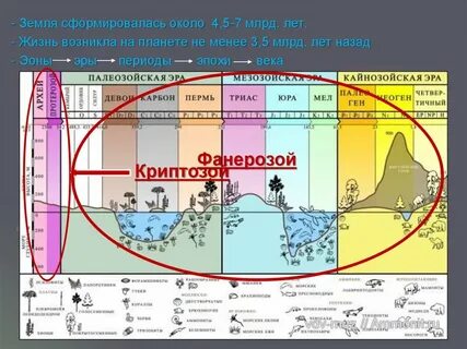 История жизни в периодах