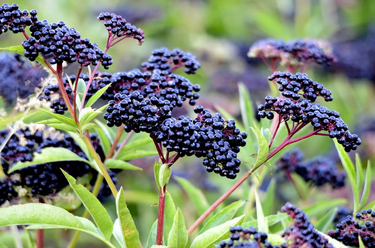 Elderberry Бузина. Бузина чѐрная (Sambucus nigra l.);. Бузина (черная, травянистая, красная). Бузина черная (Sambucus nigra). Бузина съедобная