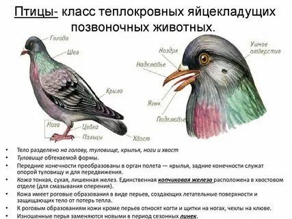 Кожа птиц выберите ответ