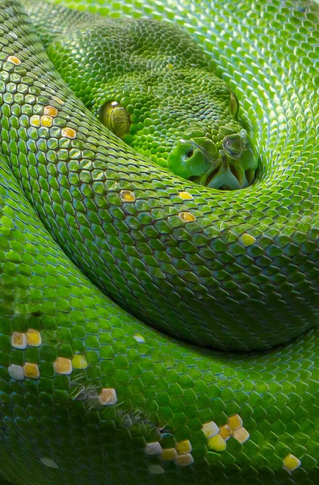 Flat python. London Zoo змеи. Digital Snake. Green Tree Python. 2006 Zoo Python.