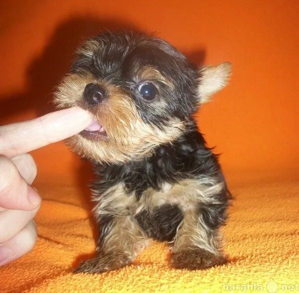 Собака в добрые руки кострома. Даром собаки породы йорки. Щенки в костроме даром. Щенки в костроме. Щенки в костроме.