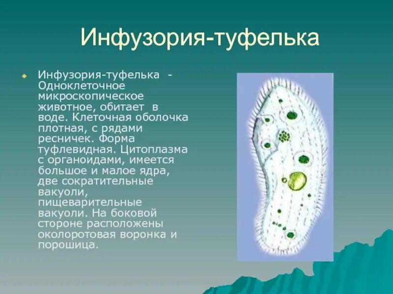 Список простейших организмов. Инфузория туфелька макронуклеус. Инфузория туфелька пелликула. Простейшие биология 5 класс инфузория туфелька. Инфузория туфелька по биологии 7 класс.