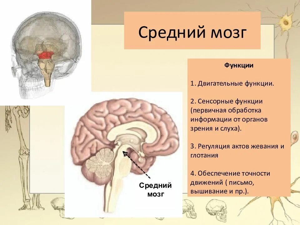 Что находится в среднем мозге