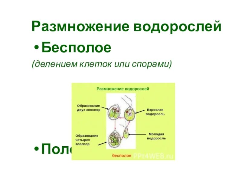 Размножение водорослей 6 класс биология. Размножение водорослей 5 класс биология. Бесполое размножение водорослей. Бесполое размножение водорослей 6 класс. Водоросли размножаются путем