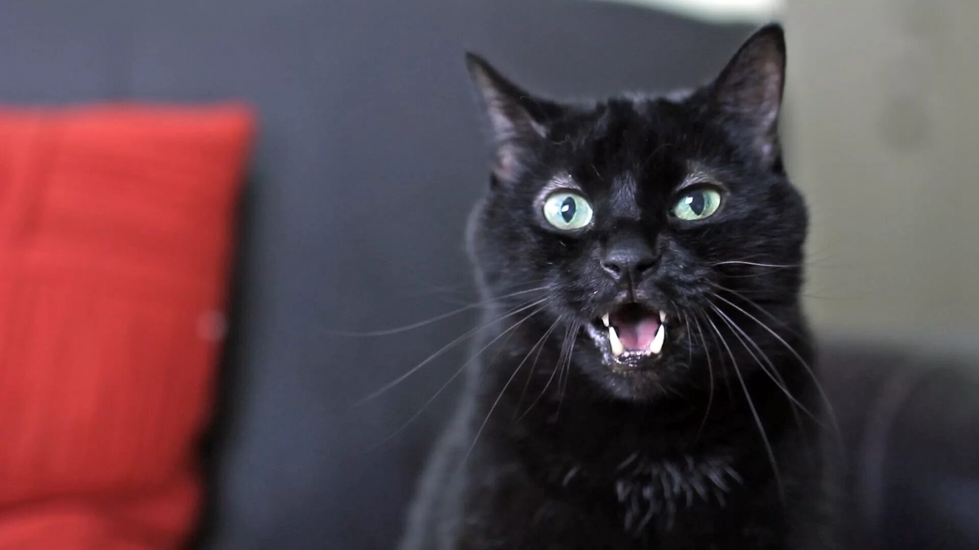 Котик скажи мяу. Кот говорит. Ржачный черный кот. Агрессивный кот. Кот рассказывает.