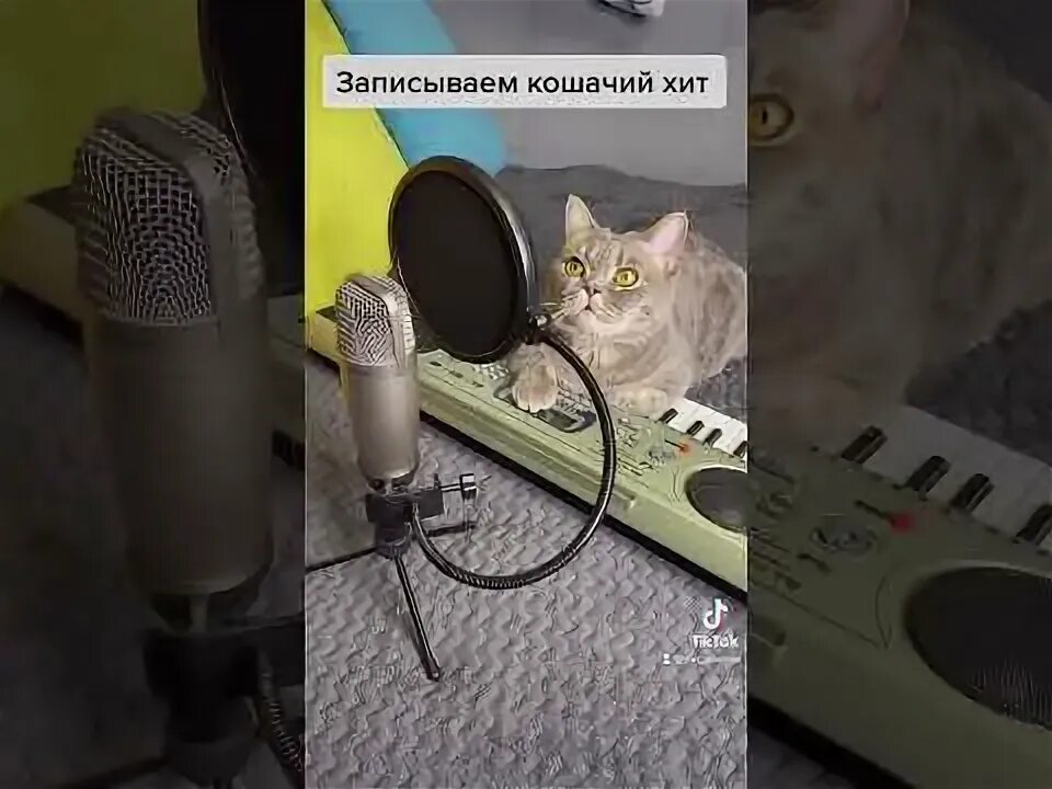 Кошачий голос. Голос кошки. Голос кота. Кошачий голос слушать. Кошачий голос кошек