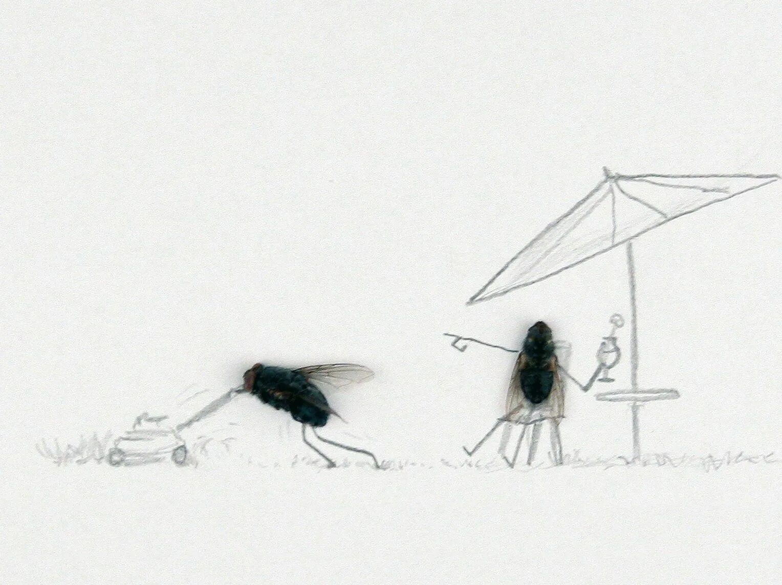 Magnus Muhr и его мухи.. Магнус Мур мухи. Муха зарисовка. Муха рисунок.