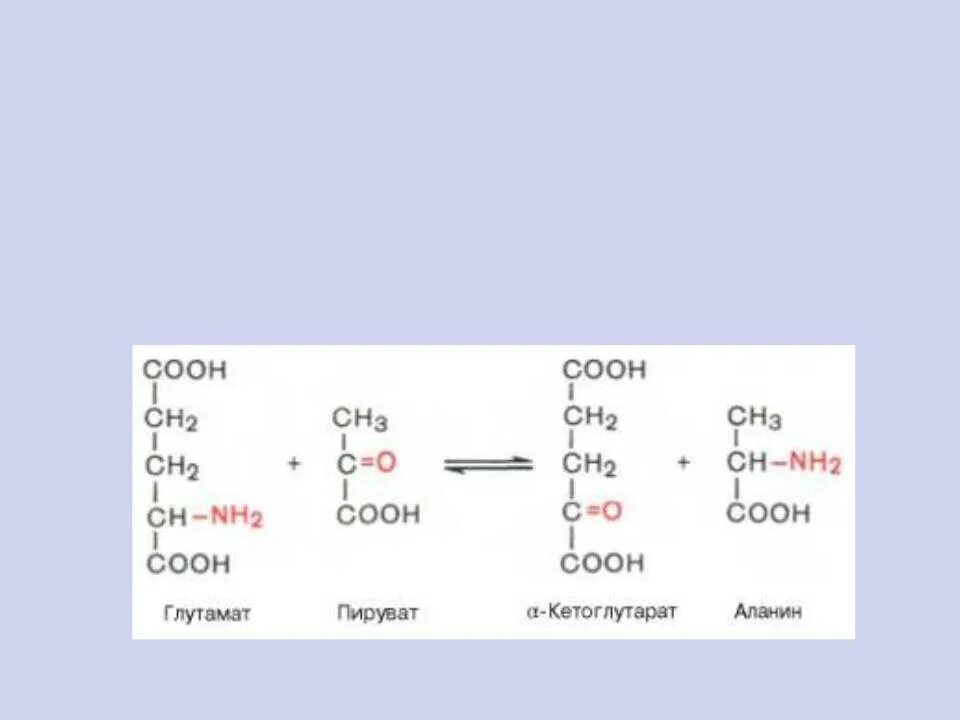 Аланин кислота реакция. Трансаминирования Альфа-аланина. Глутамат в Альфа кетоглутарат. Глутамат пируват 2 кетоглутаровая кислота аланин. Глутамат и пируват реакция.