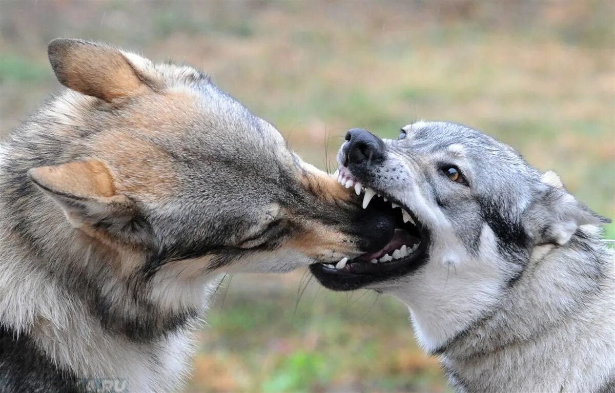 желание укусить. кусать любимого человека. кусать человека который нравится. прикусывание губы. кусать человека психология.