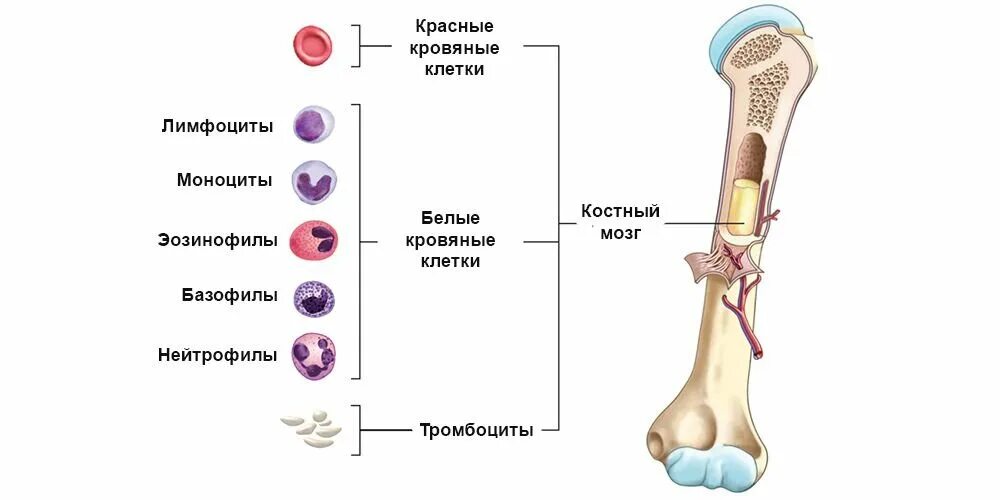 Функции мозга в костях. Красный костный мозг функция кроветворения. Строение кости желтый костный мозг. Красный костный мозг иммунная система строение. Красный костный мозг строение и функции.