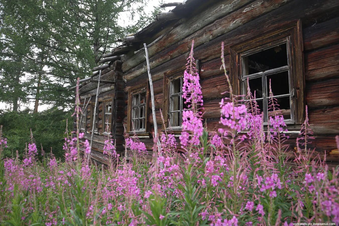 Деревня былое. Заброшеные деревни Карелии. Тайга заброшеные деревни. Заброшенные деревни Карелии. Заброшенная деревня Воренжа Карелия.