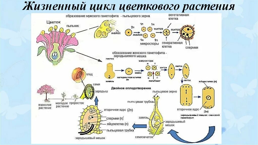 Зигота делится мейозом. Цикл размножения покрытосеменных растений схема. Цикл развития цветковых растений 6. Жизненный цикл покрытосеменных схема. Цикл развития покрытосеменных схема.