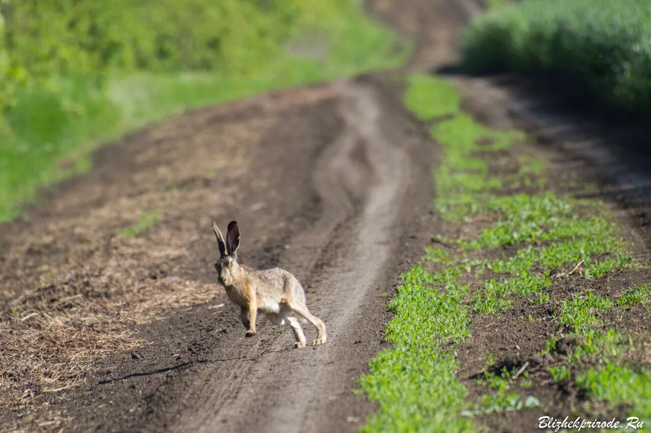 Заяц Русак бежит. Заяц убегает. Заяц бежит по дороге. Зайцы бегуны.