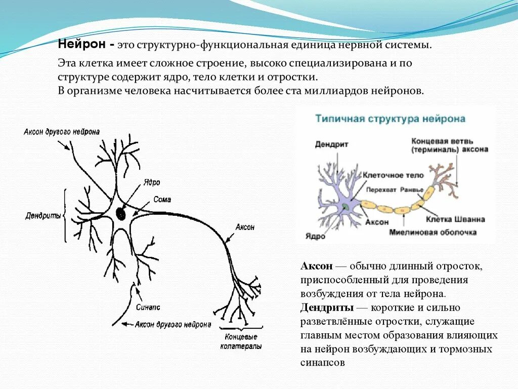 Длинные отростки головного мозга. Нервная система строение нейрона. Строение отростков нейрона. Нейрон структурная и функциональная единица нервной системы. Структурно-функциональной единицы нервной системы (нейрона).