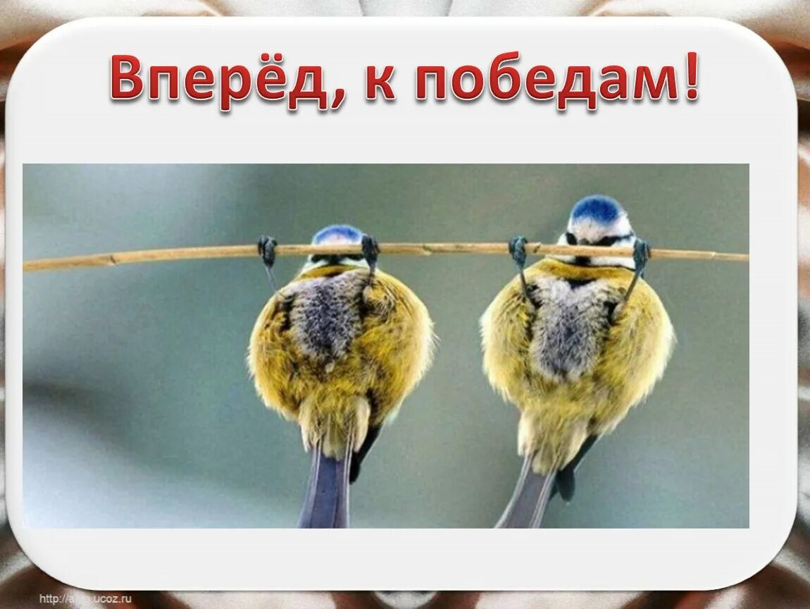 Вперёд к победе картинки. Надпись вперед к победе. Надпись вперед к победе. Надпись вперед к победе. Вперед к новым победам и свершениям.