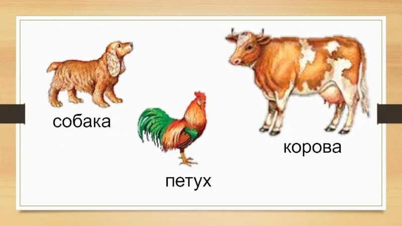 Корова и собака. Кошка собака корова. Петух курица лошадь собака кошка корова. Корова свиньей собака кошка. Слова петуха собаке