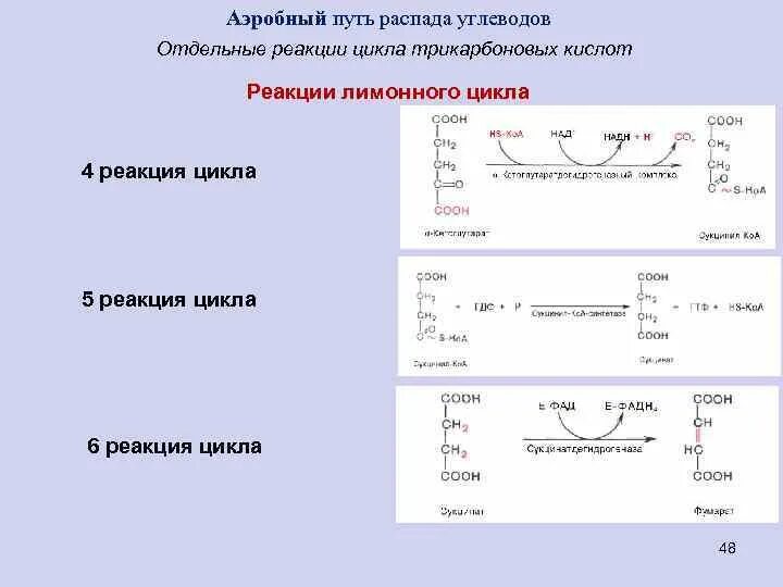 Пути распада. 5 Реакция ЦТК. Цикл трикарбоновых кислот реакции. Реакция распада углеводов. Аэробный путь распада углеводов.