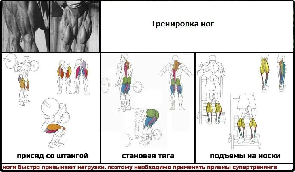 Базовые упражнения для развития ног. Тренировка ног. базовые упражнения на ноги. базовые упражнения для мышц ног. тренировка ног схема.