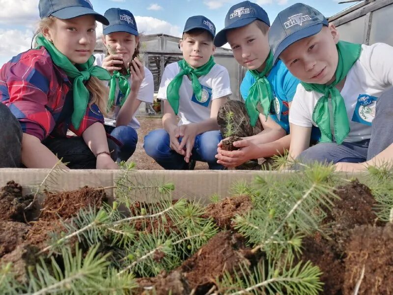 Посади лес. Восстанавливание лесов волонтёры. Лесные волонтеры. Лесные волонтеры. Высадка деревьев в лесу.