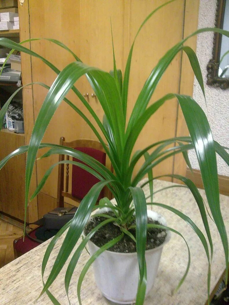 Комнатное растение панданус. Юкка драцена панданус. драцена пальма панданус. ложная пальма панданус. панданус винтовая пальма.